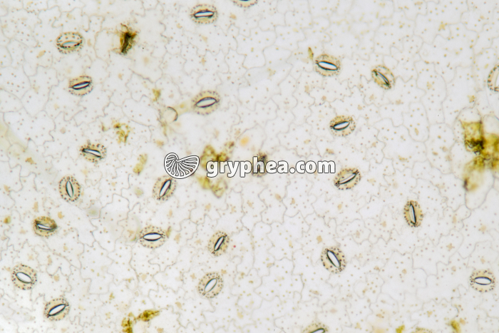 Stomates d'une feuille de Pelargonium x40 - gryphea.com